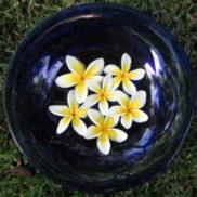 Bowl of frangipanis
