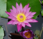 pink water lily