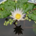White Water lily